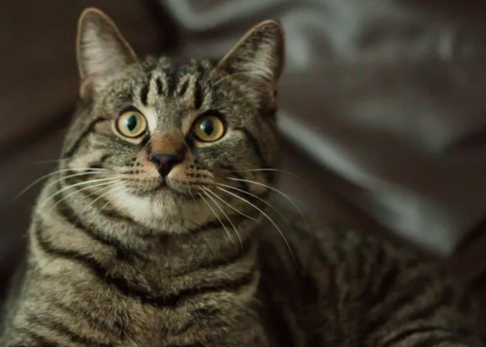 Revealing Certain Animal News
