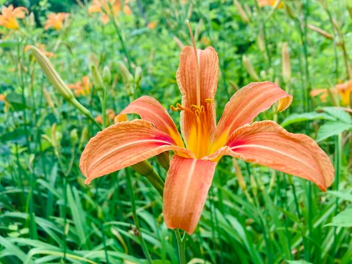 The Day Lilies Grow Thick In A Clearing In The Woods