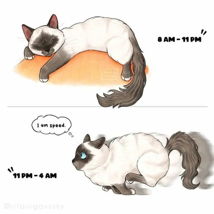 "What It's Like To Have A Cat": 40 Illustrations By This Artist (New Pics)