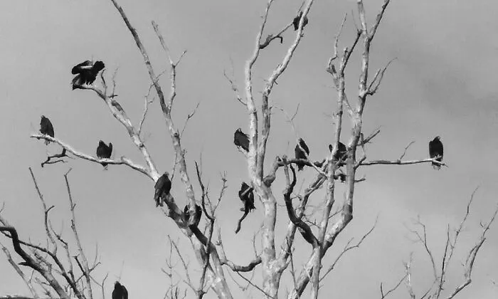 A Murder Of Crows. Lewes Delaware
