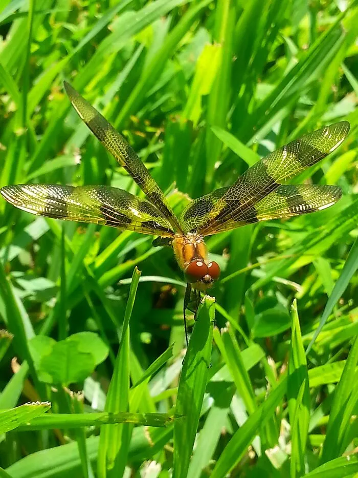 A Beautiful Find.