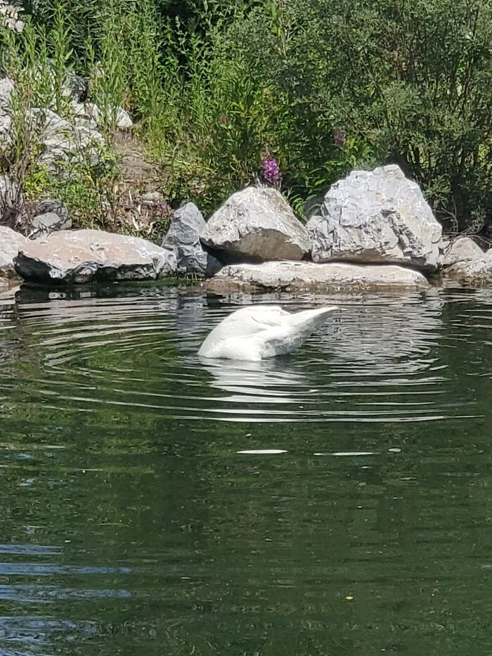 Swan Still Doing Swan Things