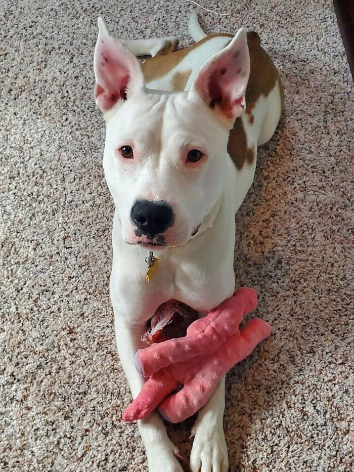 Who's The Goodest Girl?  I Am!
