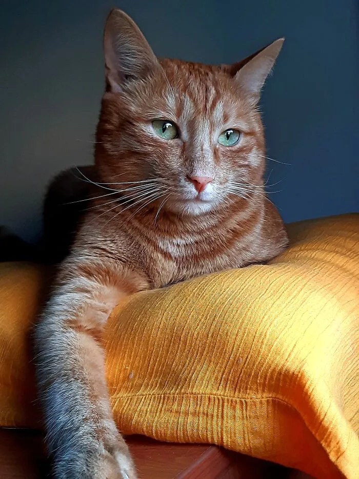 My Very Handsome Boy, And He Behaves Very Well, A Real Gentleman