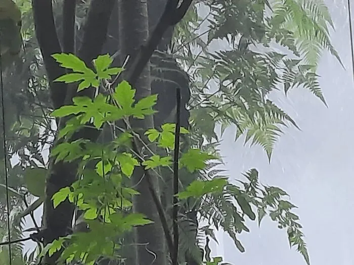 Plant And Fog...