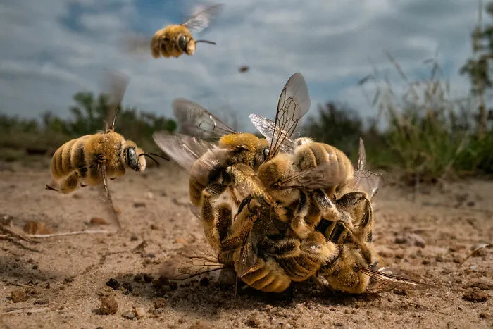 Gran Premio - "Bola de abejas" de Karine Aigner