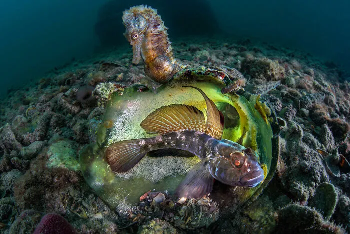 Aquatic Life Finalist - "Curious Co-Parenting" By Domenico Roscigno