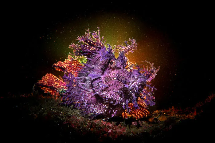 Aquatic Life Finalist - "Weedy Scorpionfish" By Magnus Lundgren