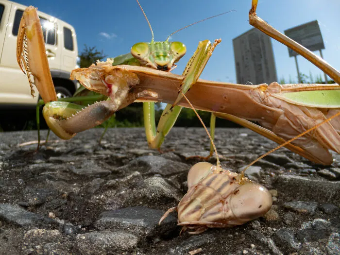Terrestrial Wildlife Finalist - "Prey" By Takuya Ishiguro