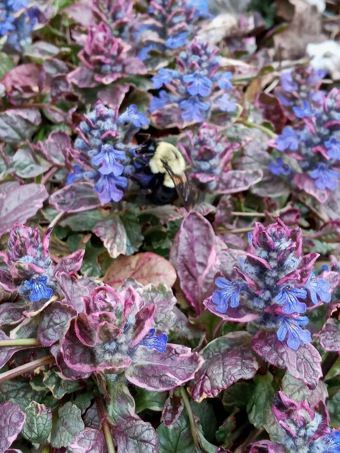 I Was Taking A Picture Of The Flowers When This Little Guy Landed On One. Made For An Even Better Picture.