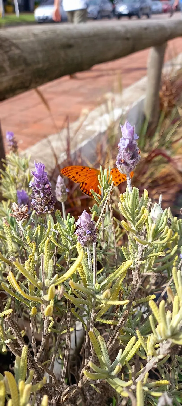 Hermosa Mariposa Descansando En Una Lavanda...