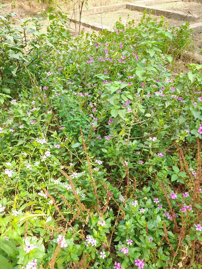 All Bushy!