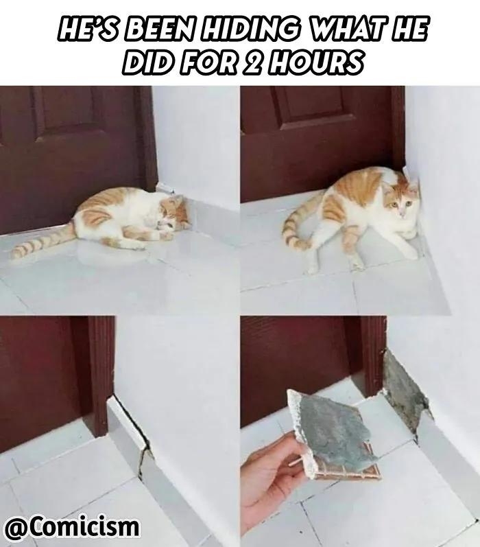 30 Funny Moments With Cats That Will Definitely Brighten Your Day