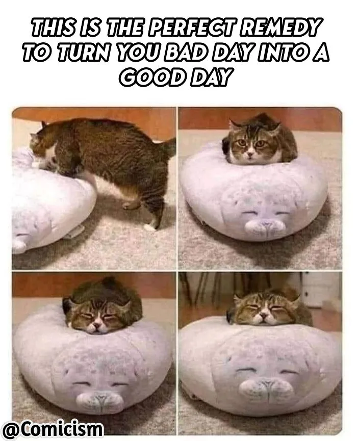 30 Funny Moments With Cats That Will Definitely Brighten Your Day