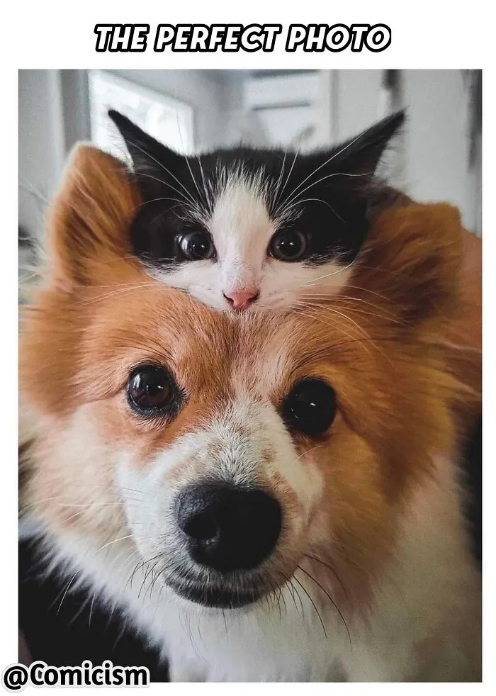 30 Funny Moments With Cats That Will Definitely Brighten Your Day