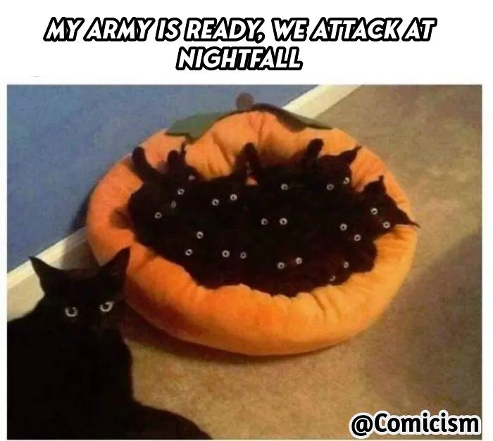 30 Funny Moments With Cats That Will Definitely Brighten Your Day