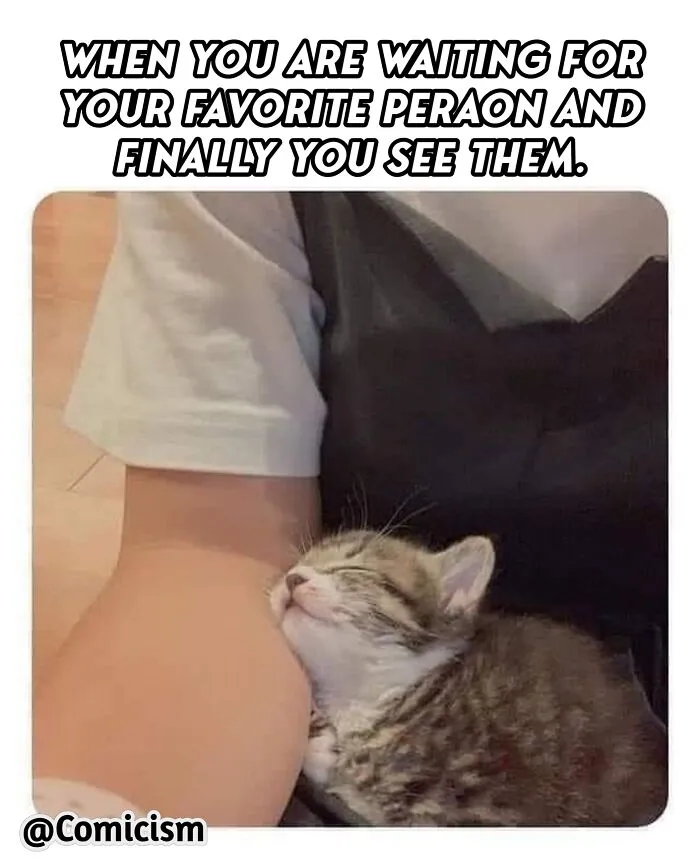 30 Funny Moments With Cats That Will Definitely Brighten Your Day