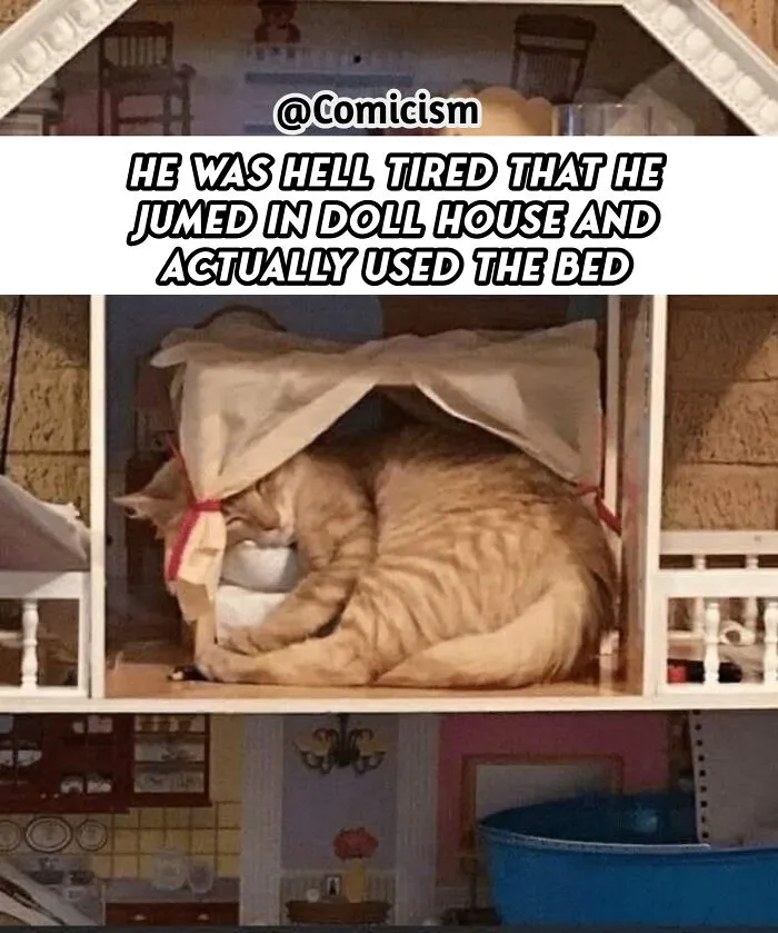 30 Funny Moments With Cats That Will Definitely Brighten Your Day