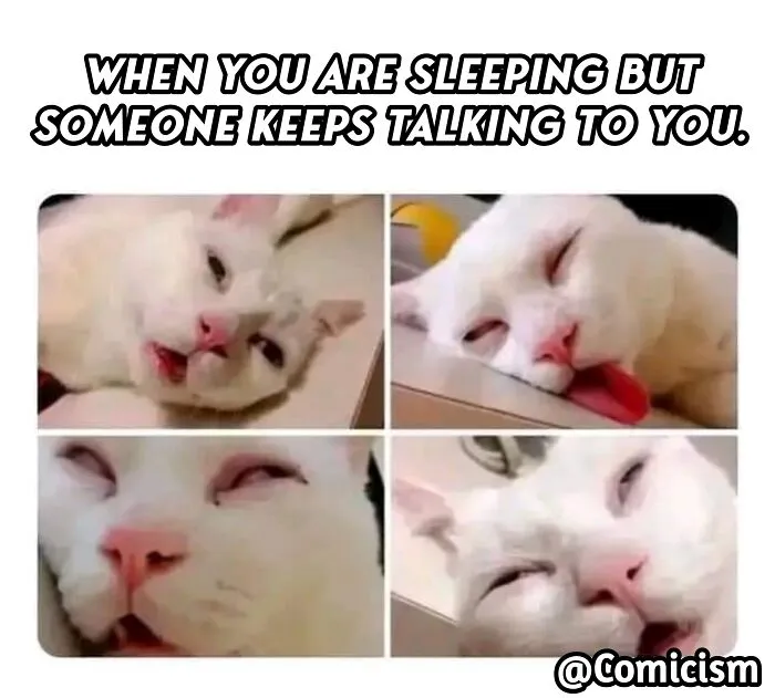 30 Funny Moments With Cats That Will Definitely Brighten Your Day