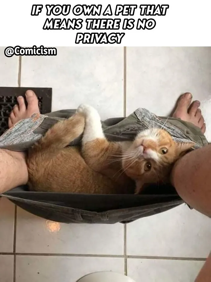 30 Funny Moments With Cats That Will Definitely Brighten Your Day