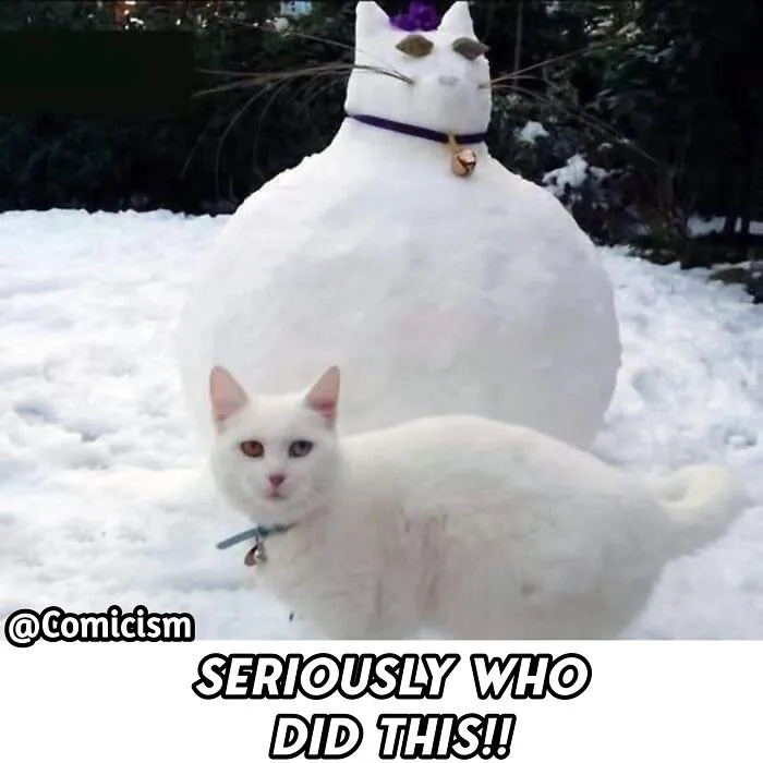 30 Funny Moments With Cats That Will Definitely Brighten Your Day