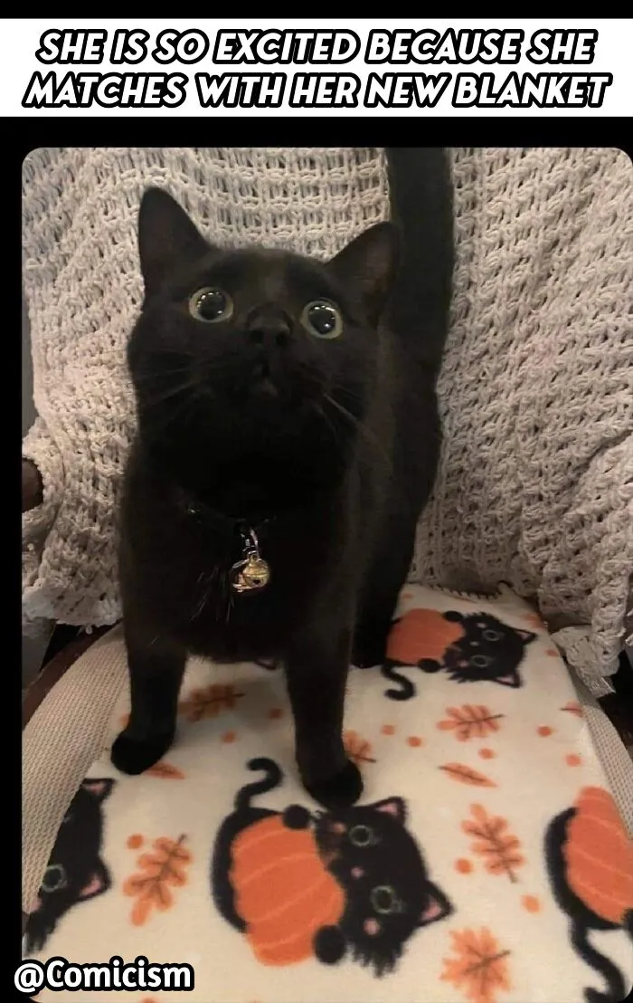30 Funny Moments With Cats That Will Definitely Brighten Your Day