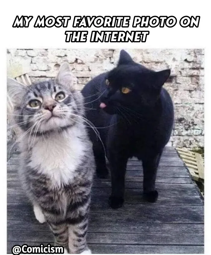 30 Funny Moments With Cats That Will Definitely Brighten Your Day