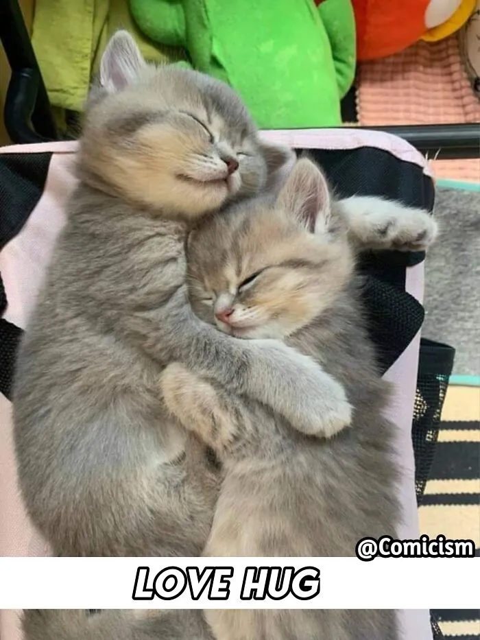 30 Funny Moments With Cats That Will Definitely Brighten Your Day
