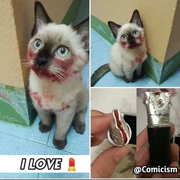 30 Funny Moments With Cats That Will Definitely Brighten Your Day