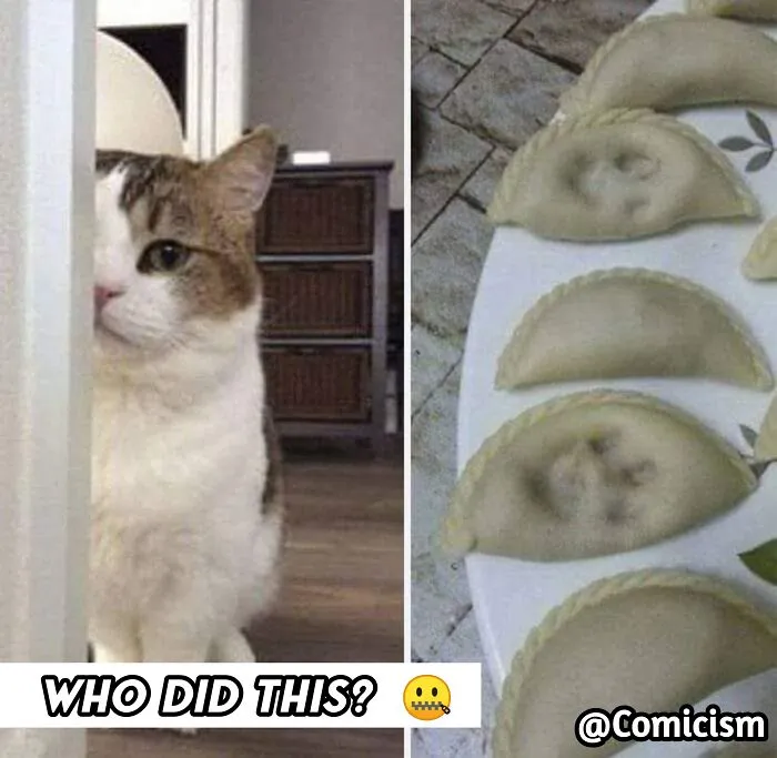 30 Funny Moments With Cats That Will Definitely Brighten Your Day