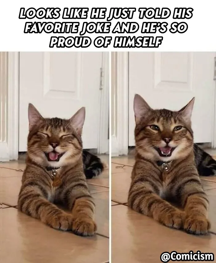 30 Funny Moments With Cats That Will Definitely Brighten Your Day