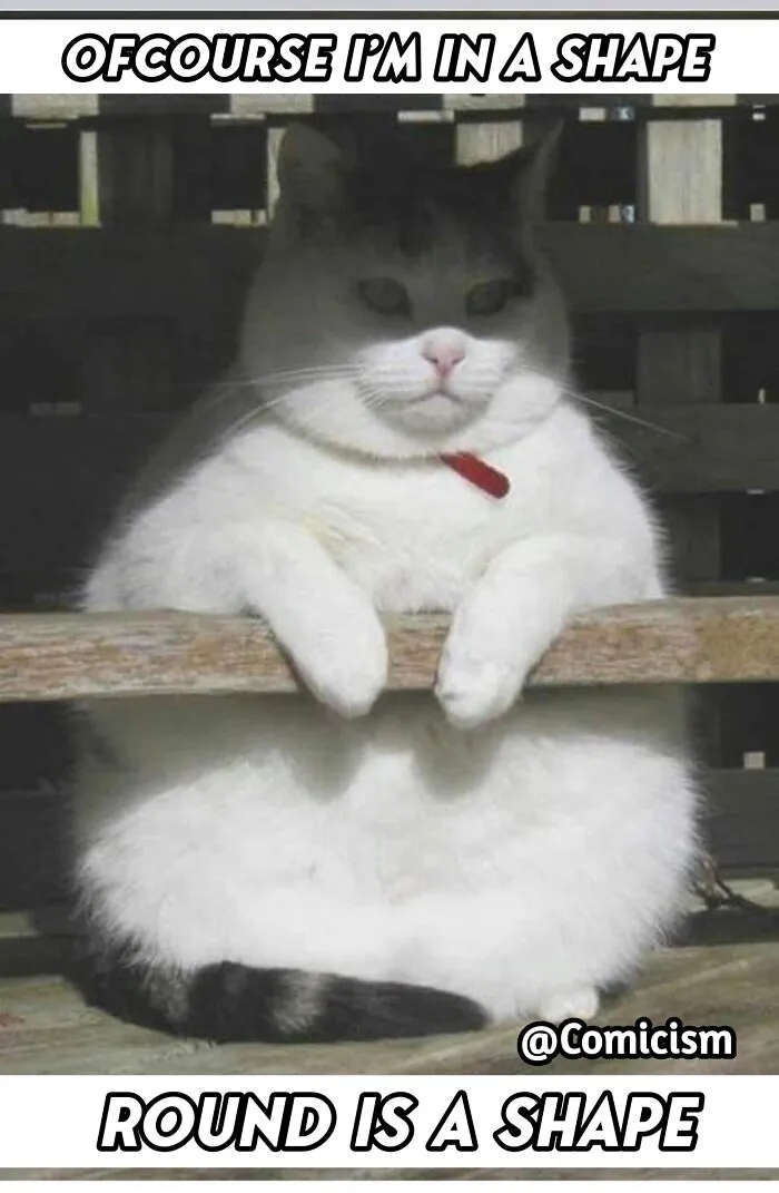 30 Funny Moments With Cats That Will Definitely Brighten Your Day