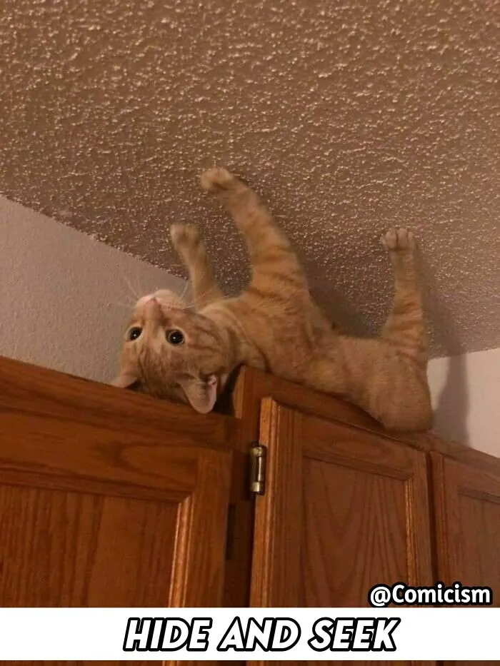 30 Funny Moments With Cats That Will Definitely Brighten Your Day