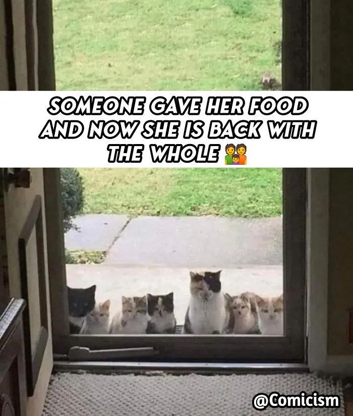 30 Funny Moments With Cats That Will Definitely Brighten Your Day