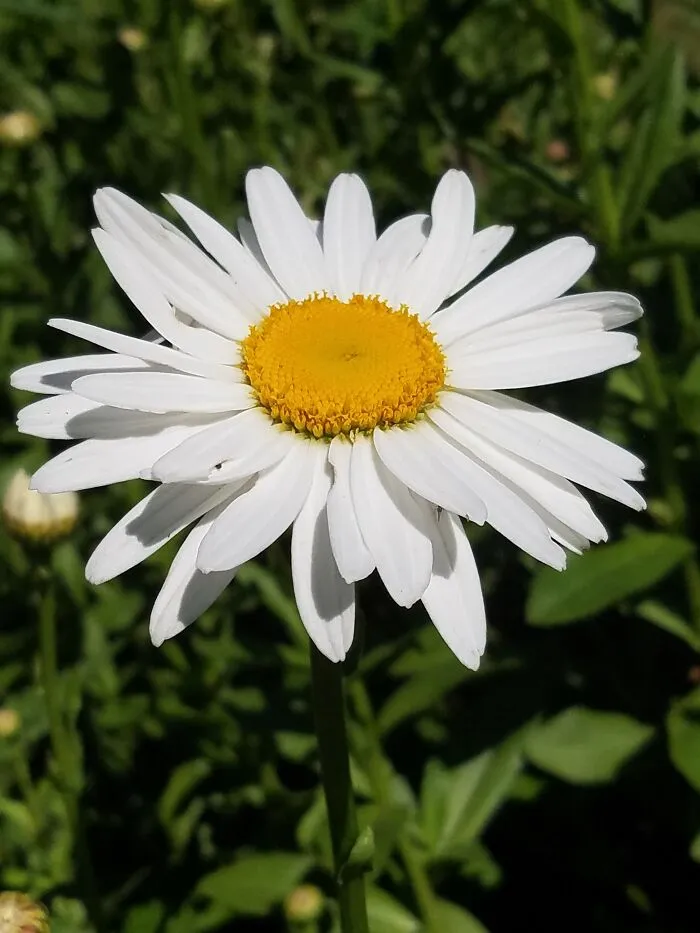 Daisy🌼