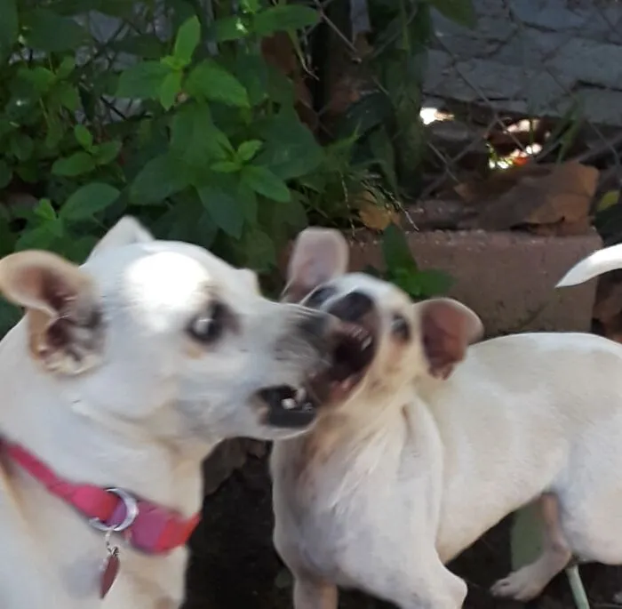 Chomp