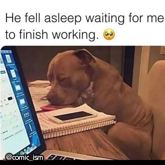 Adorable Dog Moments With Best Annotations To Brighten Your Day 
(31 Pics)