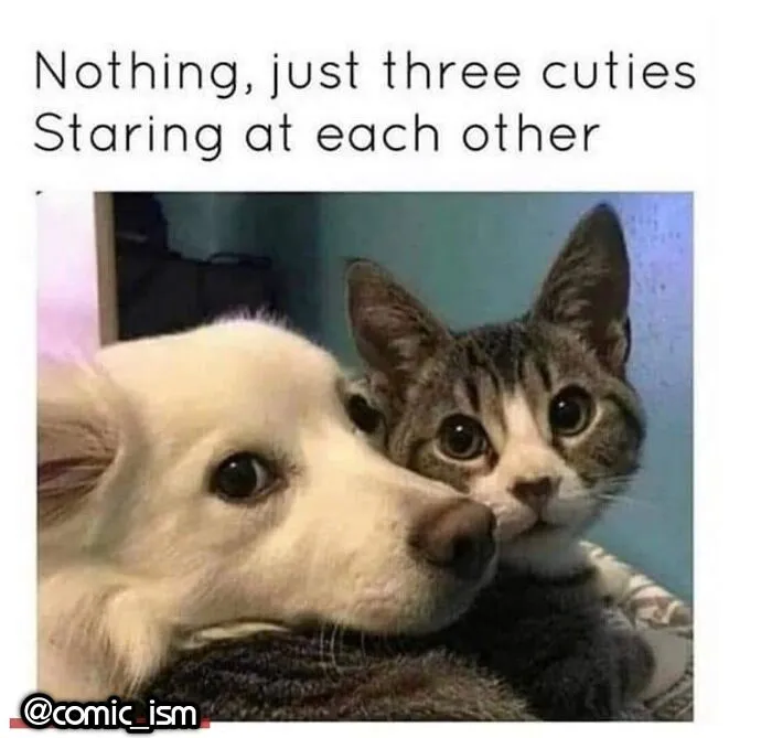 Adorable Dog Moments With Best Annotations To Brighten Your Day 
(31 Pics)