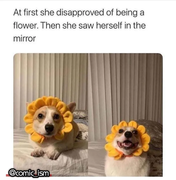 Adorable Dog Moments With Best Annotations To Brighten Your Day 
(31 Pics)
