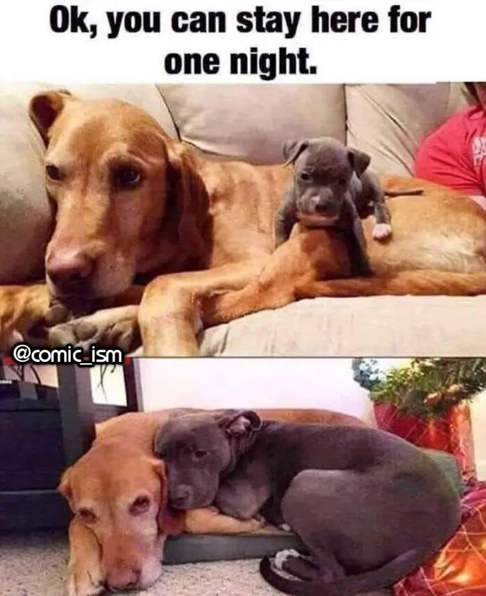Adorable Dog Moments With Best Annotations To Brighten Your Day 
(31 Pics)