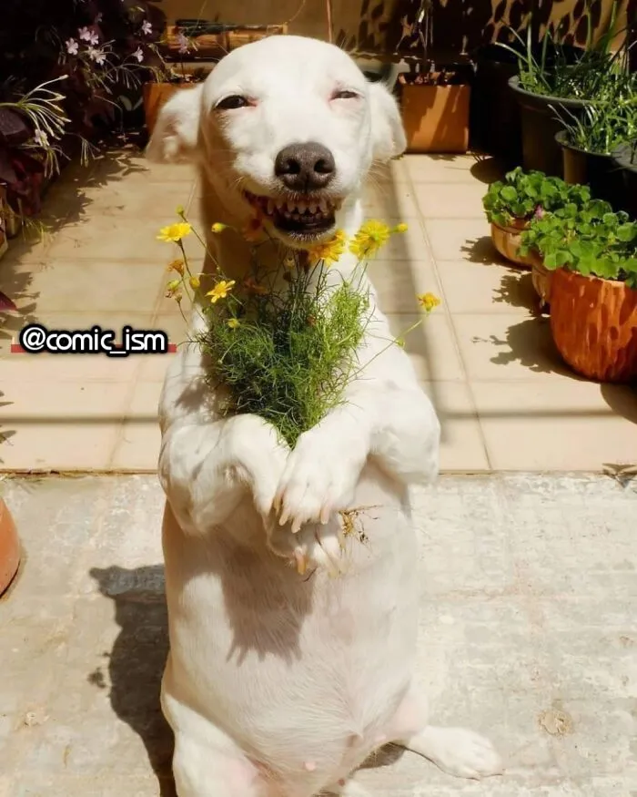 Adorable Dog Moments With Best Annotations To Brighten Your Day 
(31 Pics)