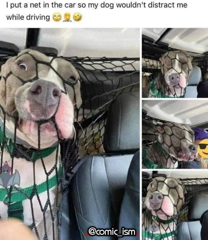 Adorable Dog Moments With Best Annotations To Brighten Your Day 
(31 Pics)