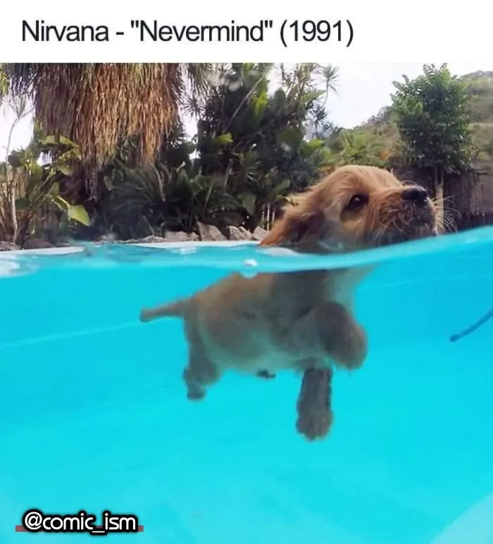 Adorable Dog Moments With Best Annotations To Brighten Your Day 
(31 Pics)