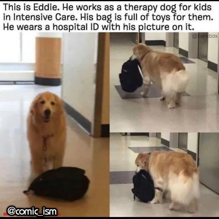 Adorable Dog Moments With Best Annotations To Brighten Your Day 
(31 Pics)