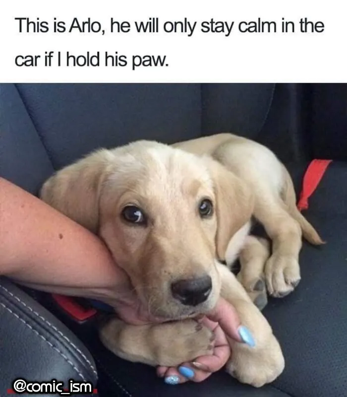 Adorable Dog Moments With Best Annotations To Brighten Your Day 
(31 Pics)