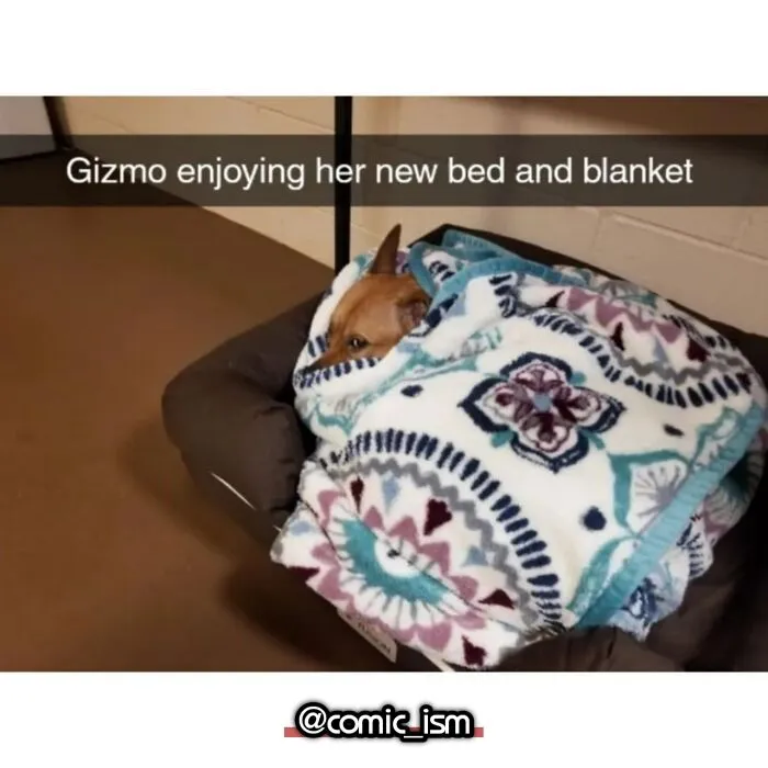 Adorable Dog Moments With Best Annotations To Brighten Your Day 
(31 Pics)