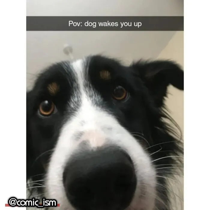 Adorable Dog Moments With Best Annotations To Brighten Your Day 
(31 Pics)