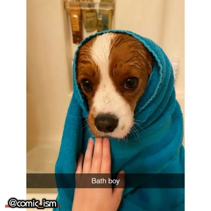 Adorable Dog Moments With Best Annotations To Brighten Your Day 
(31 Pics)
