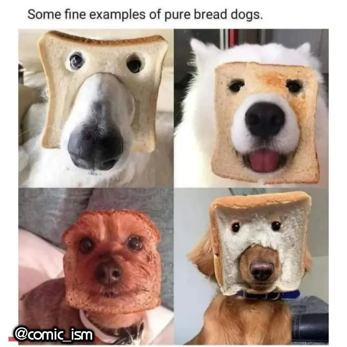Adorable Dog Moments With Best Annotations To Brighten Your Day 
(31 Pics)