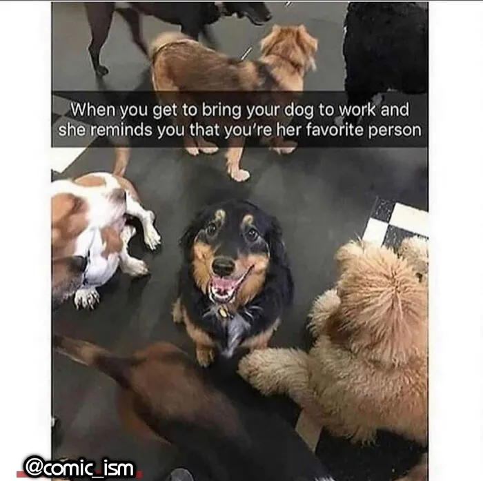 Adorable Dog Moments With Best Annotations To Brighten Your Day 
(31 Pics)